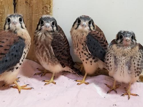 A few of the birds helped by wildlife rehabilitator Jean Soprano, an alumna of SUNY Oswego