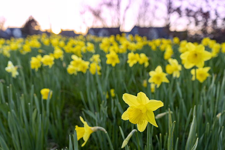 A field of daffodils sprouts in front of The Village earlier this month