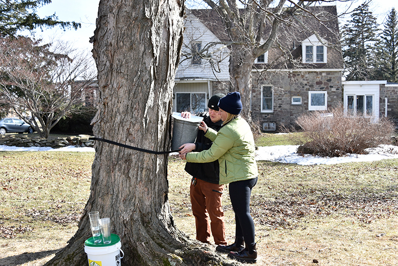 Undergraduate and graduate interns with the Sustainability Office conduct an ongoing annual project collecting sap from campus sugar maple trees to make maple syrup which will be served in the dining halls. Pictured at one of the collection sites March 10, are Jackson DeClerck, a senior technology management major, and art graduate student Sarah Smelko.