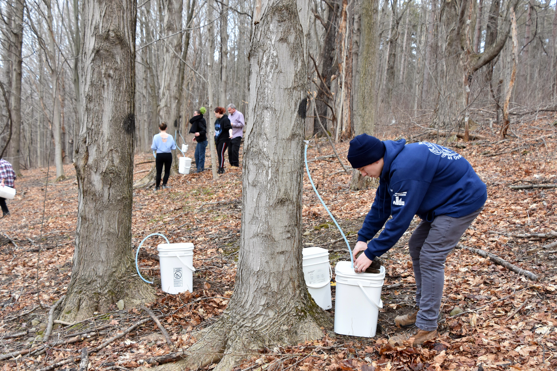 Students learned how to collect the sap from sugar maple trees and how that will lead to making maple syrup in a unique opportunity through the Sustainability Office, directed by Kate Spector and Jon Mills, and a Native American Studies class taught by anthropology department faculty member Michael Chaness.