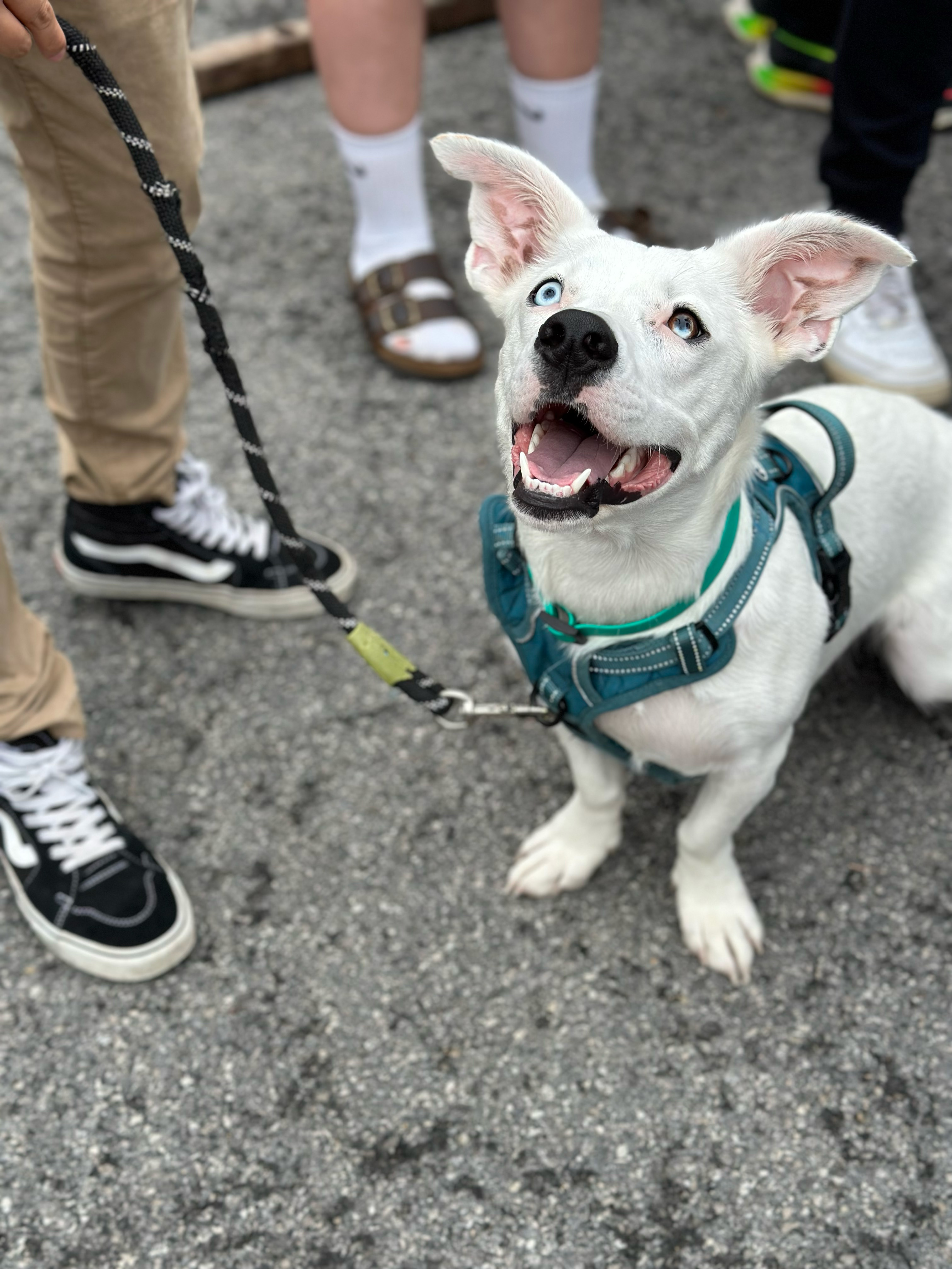 The Taste of Oswego event brought the campus and greater Oswego community together, including some of furry friends.