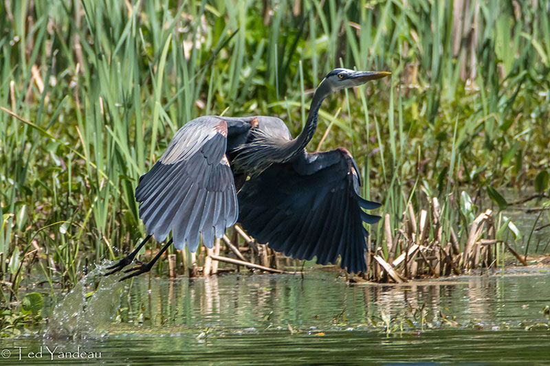 A great blue heron on takeoff at Rice Creek