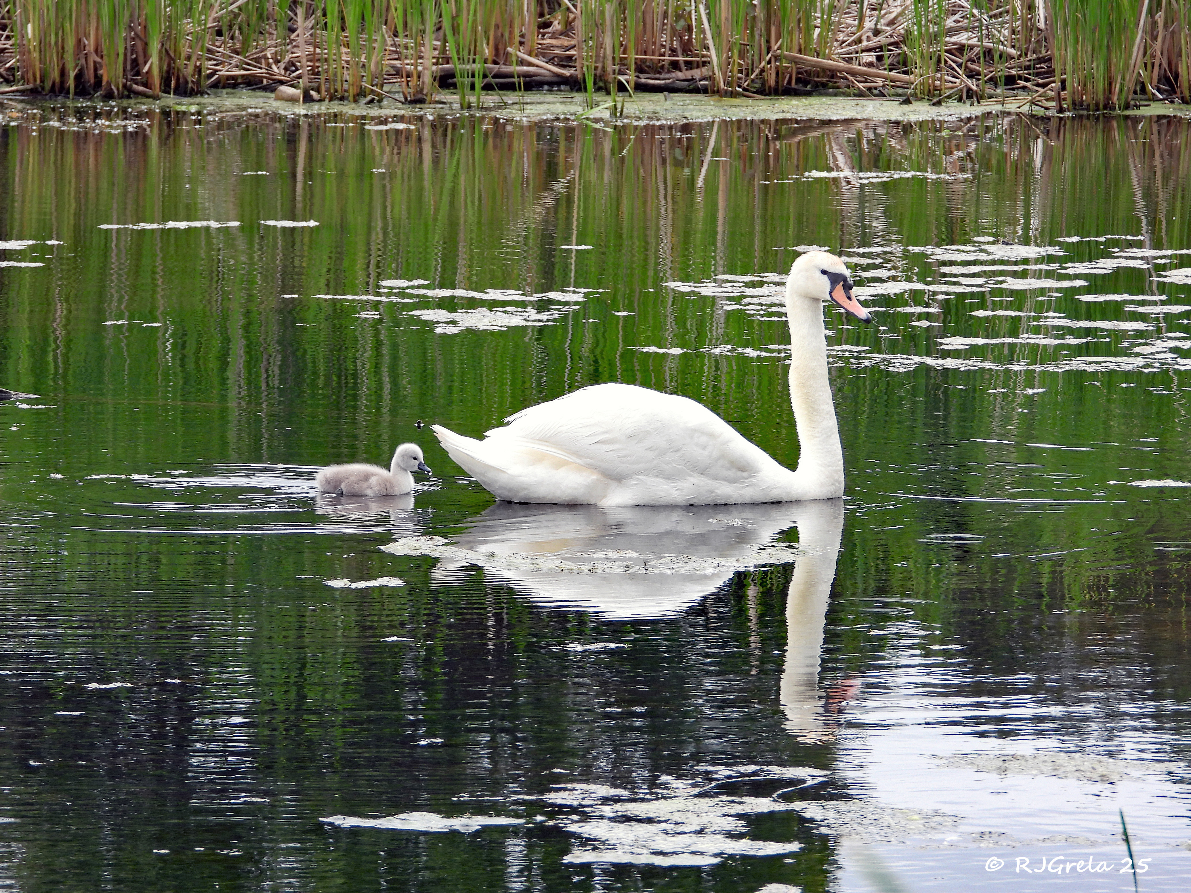 An adult swan glides across Glimmerglass Lagoon with a fluffy gray cygnet following closely behind, surrounded by calm water and green reeds.