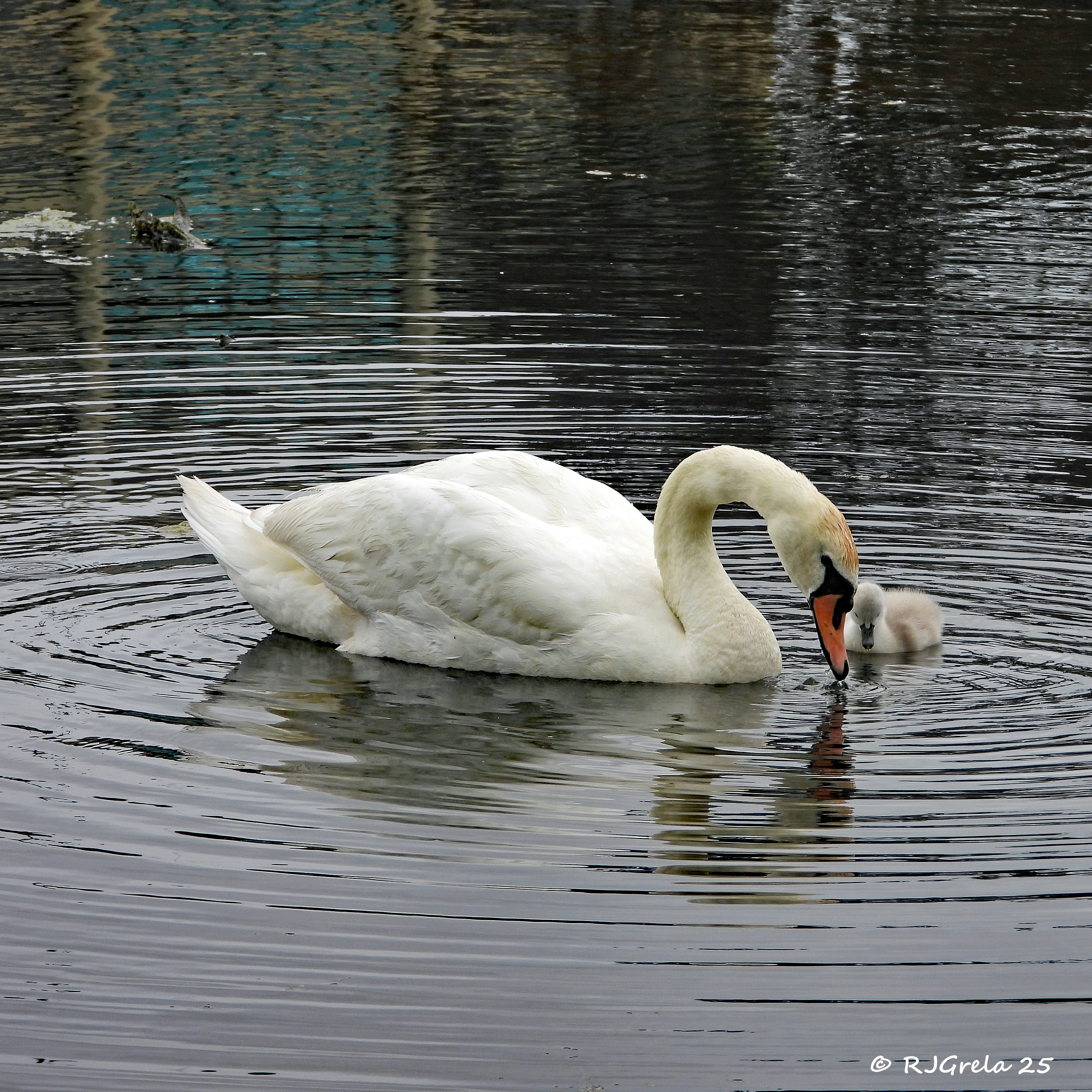 A swan lowers its beak toward the water while a small, fluffy cygnet floats closely beside it on a calm lagoon.