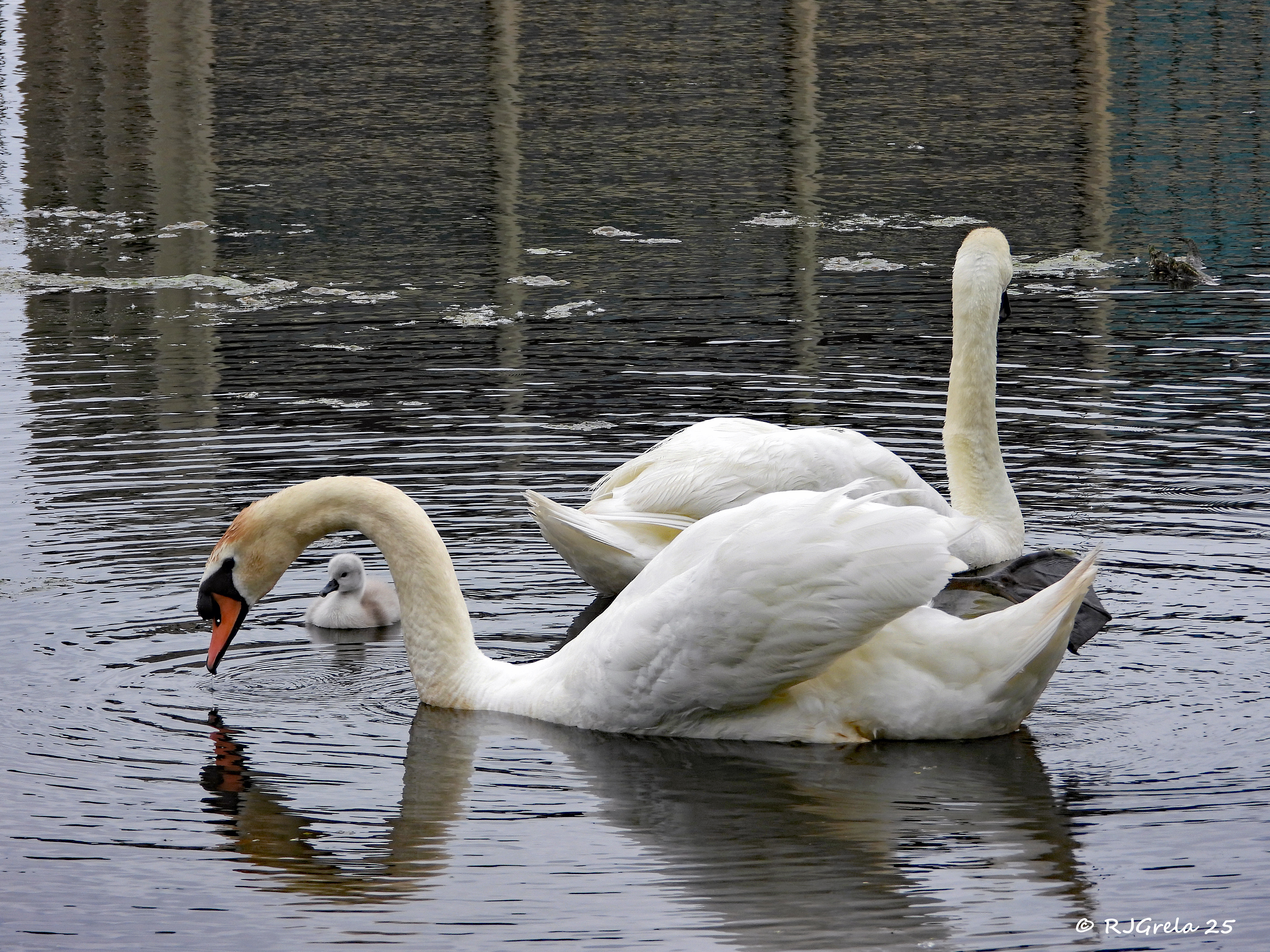 Two adult swans float on the water with their cygnet nestled between them, creating a serene family scene.