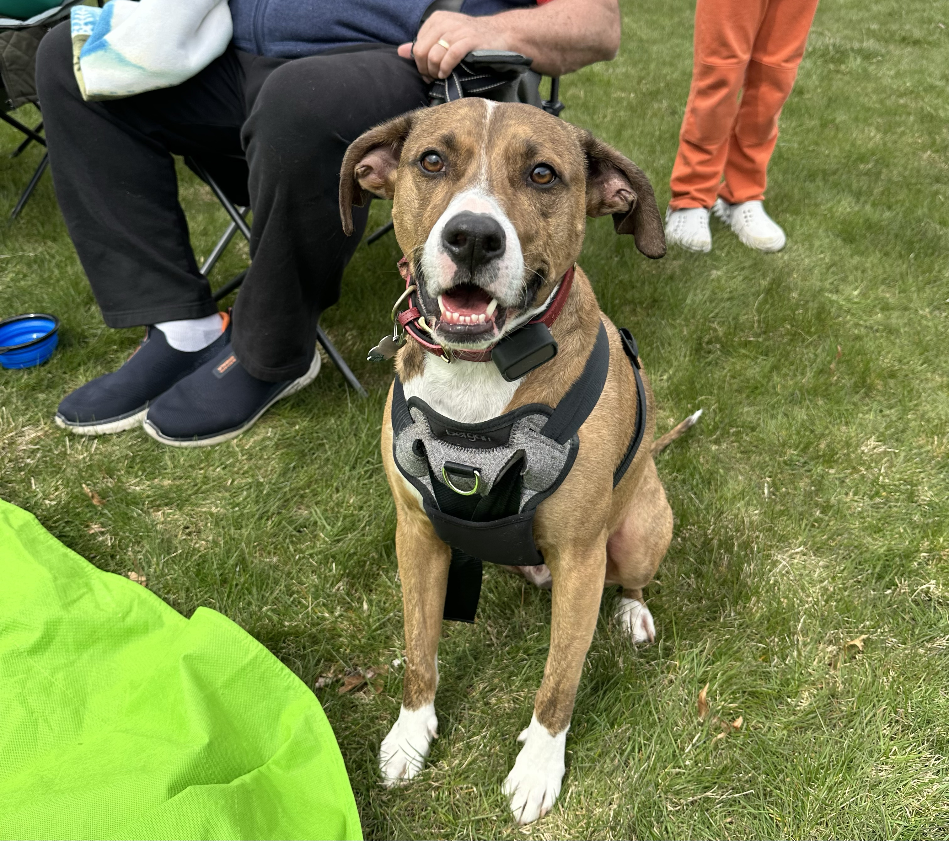 Furry friends were among the many visitors that came to see the eclipse on April 8.