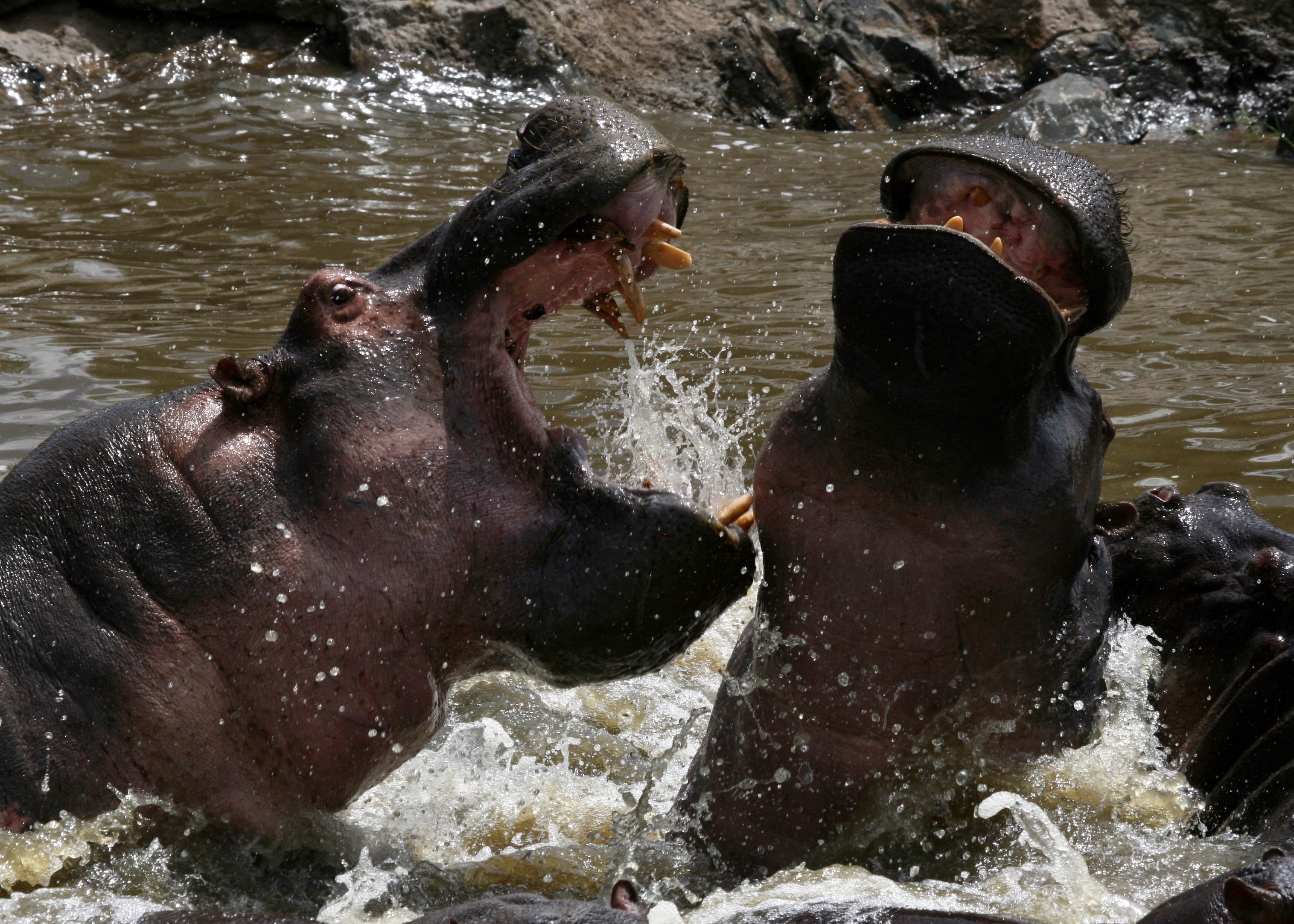 Hightlights for students taking part in the “Biodiversity and Conservation" class that traveled to and around Tanzania, included seeing wildlife in their native habitat, including these massive hippos.