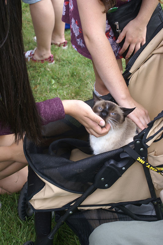 Therapy cat with students