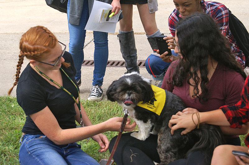 Therapy dog with students