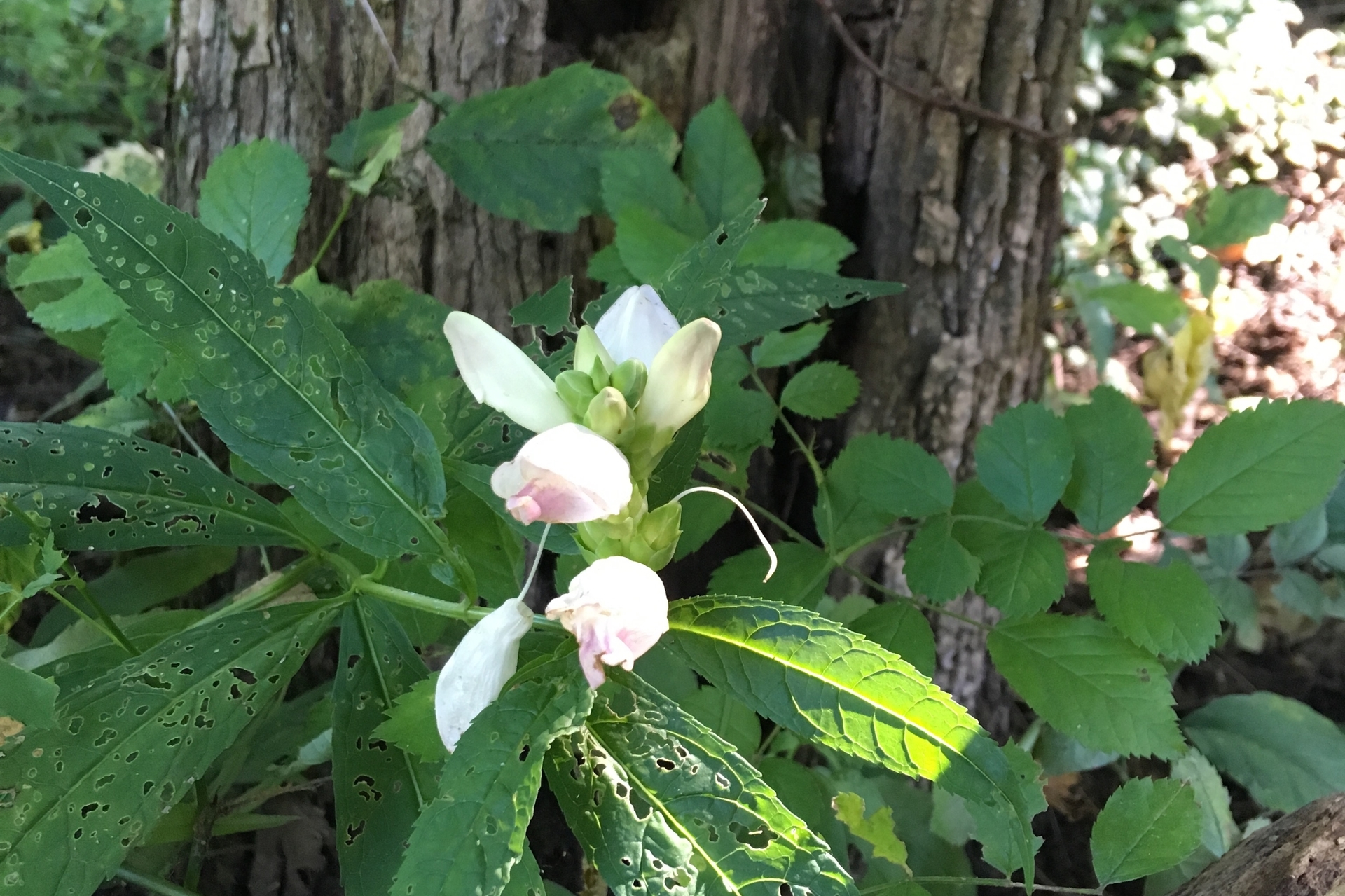 White Turtlehead flower