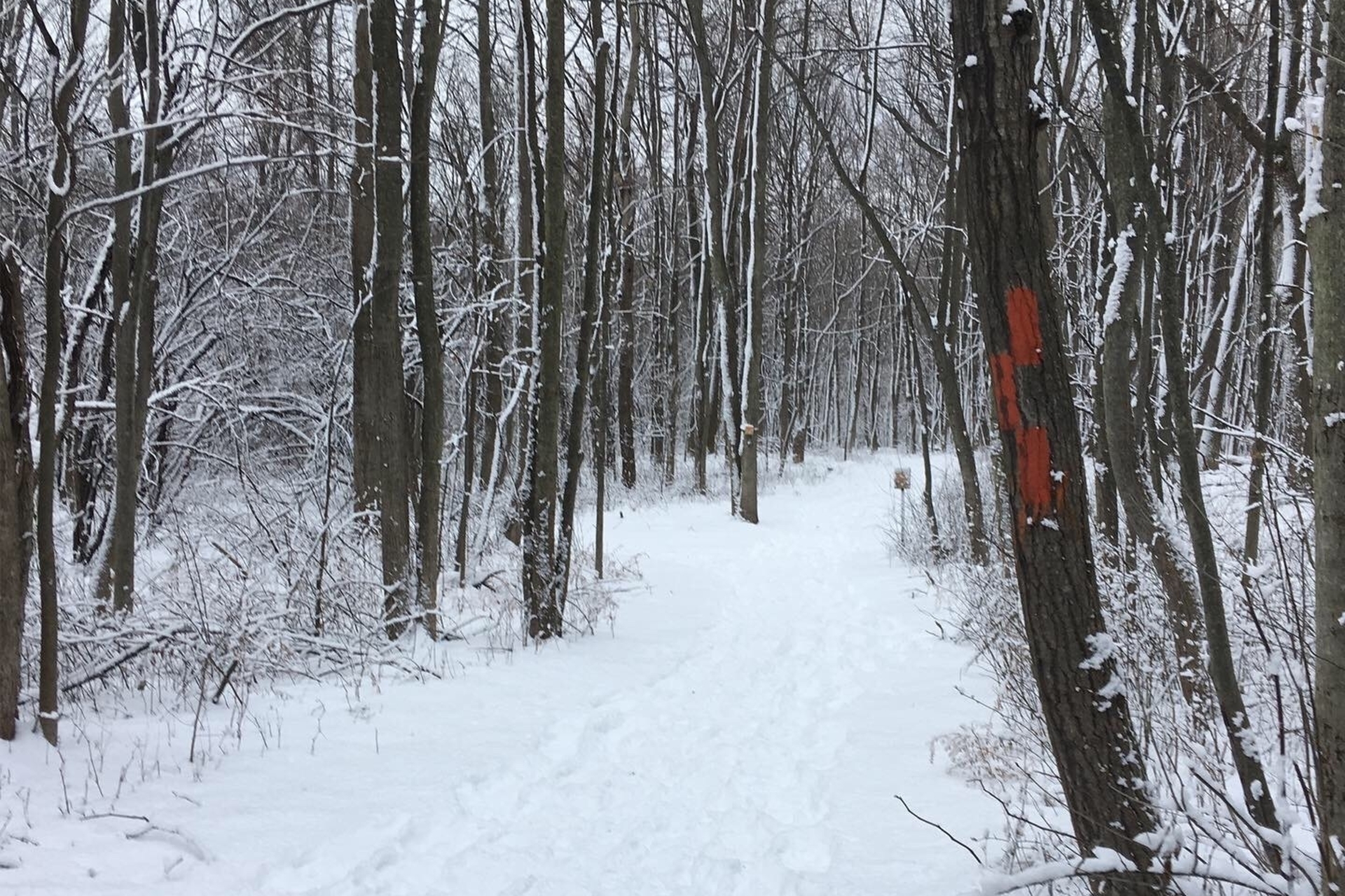 Snowy trail in the woods