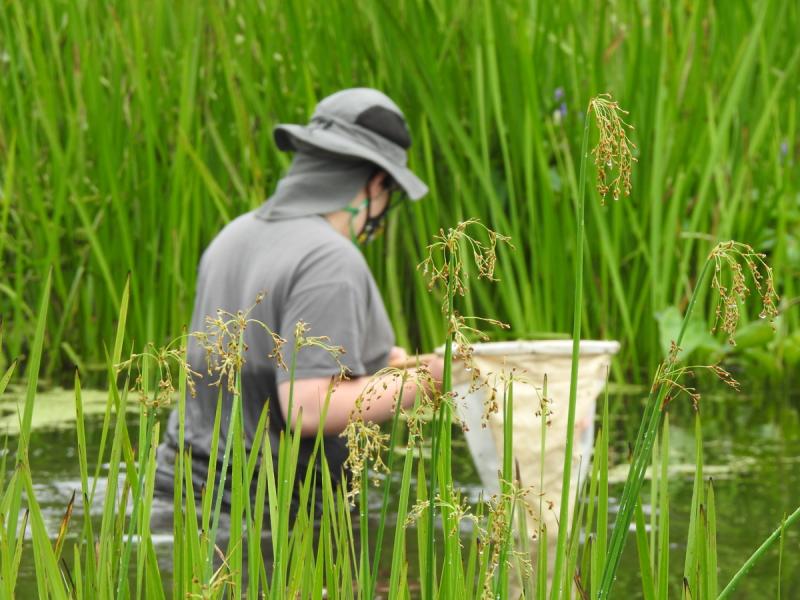 boy wading in cattails