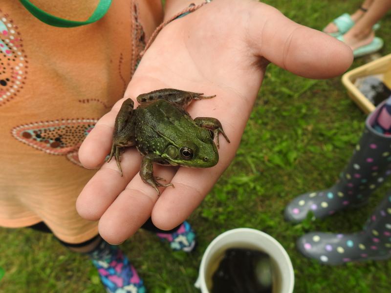 Frog in hand