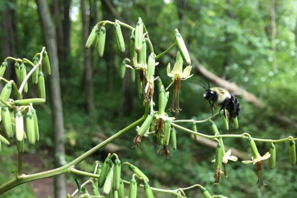 bumblebee pollinating rattlesnake-root plant