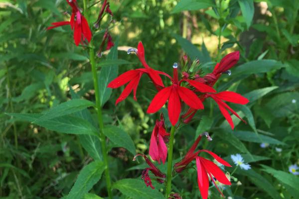 cardinal flower cardinal flower