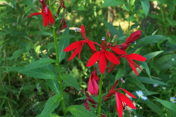 cardinal flower