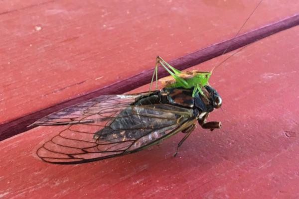 katydid on cicada katydid on cicada
