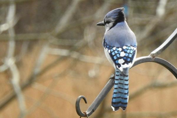 blue jay