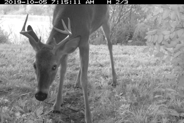 white-tailed deer white-tailed deer