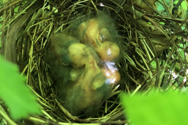 Northern Cardinal nest with young chicks