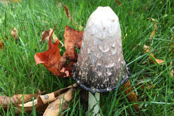inky cap mushroom inky cap mushroom
