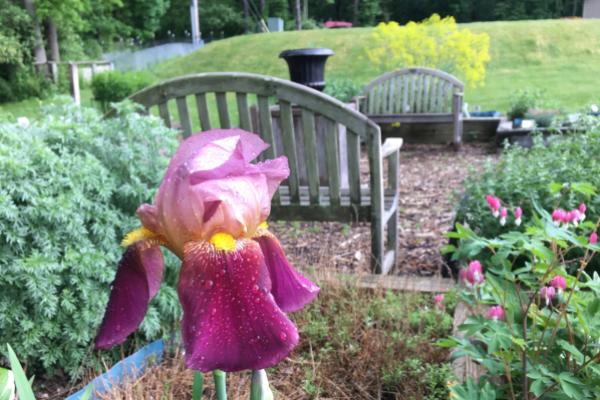 Iris, benches, and other flowers