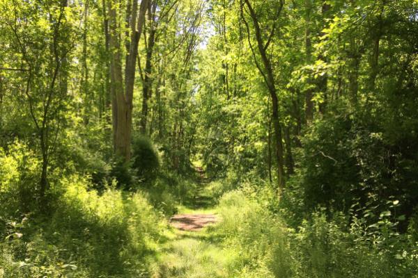 lush trail in summer