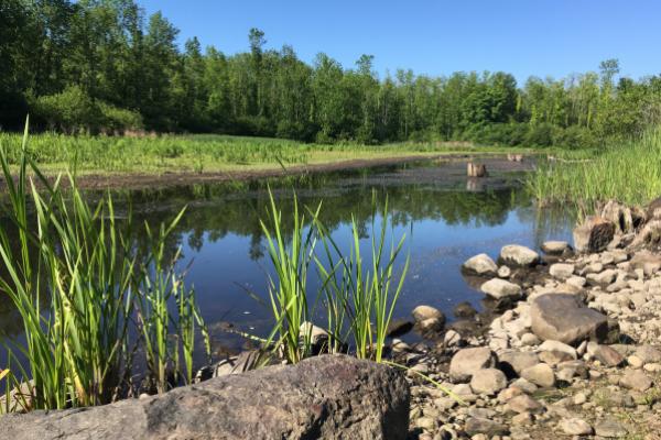 Rice Creek Rice Creek