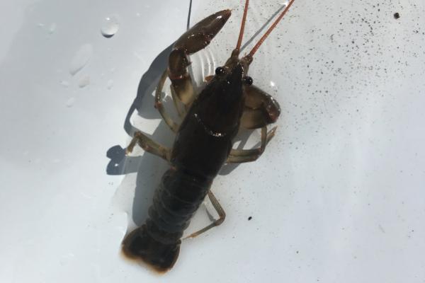 crayfish crayfish