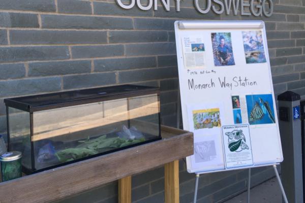 Monarch waystation maintained by RCA and RCFS Clear tank with monarch caterpillars inside