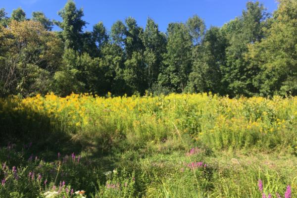 blue trail field with goldenrod