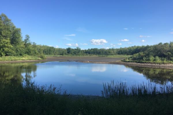 Rice Pond