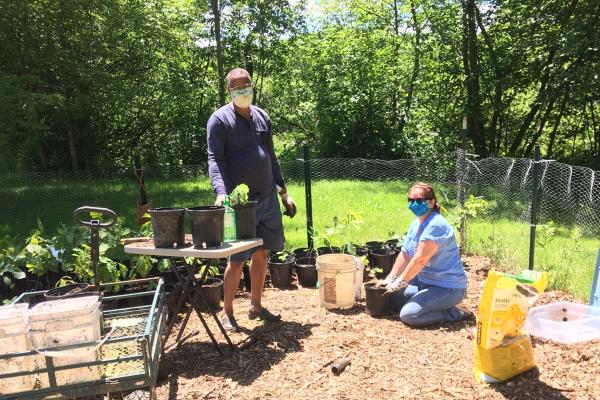 People transplanting tree seedlings, wearing masks