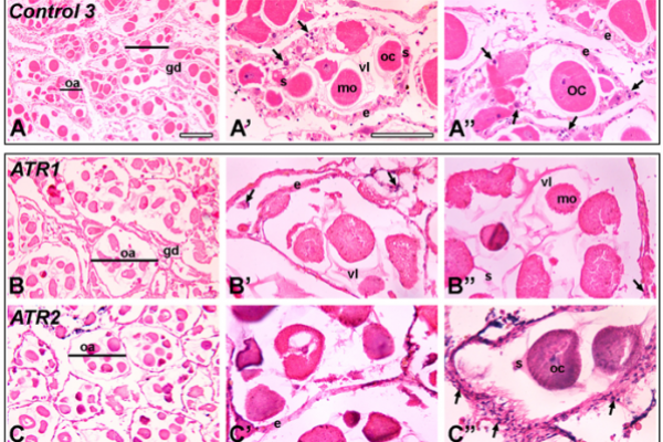 Ovarian tissue cross section Ovarian tissue cross section