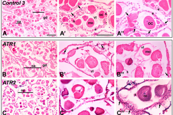 Ovarian tissue cross section