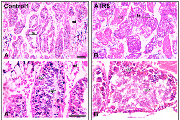 Testicular tissue cross section Testicular tissue cross section