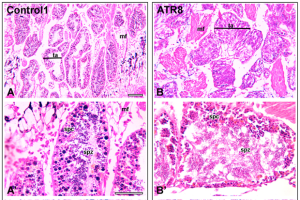 Testicular tissue cross section