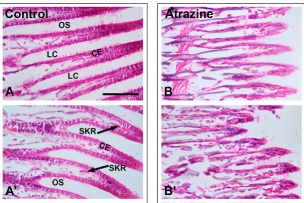 Gills in cross section Gills in cross section