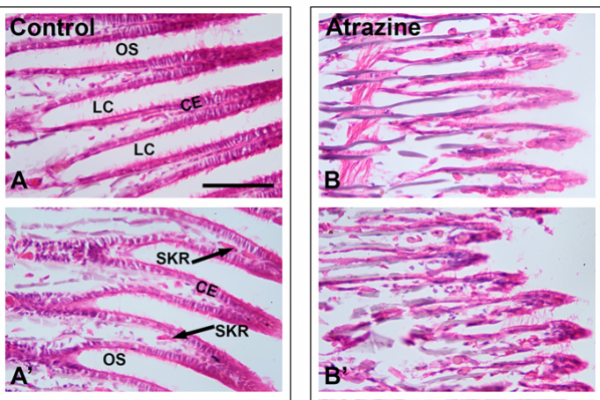 Gills in cross section