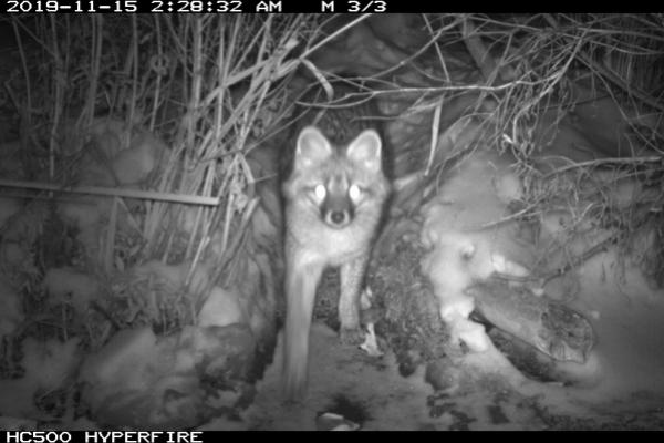 Black and white nighttime photo of a Gray Fox