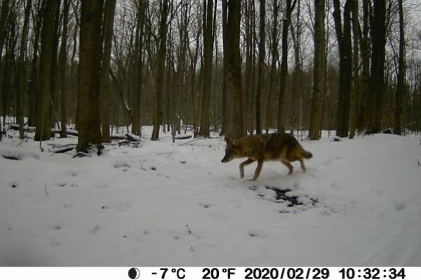 Coyote in snowy woods at Rice Creek
