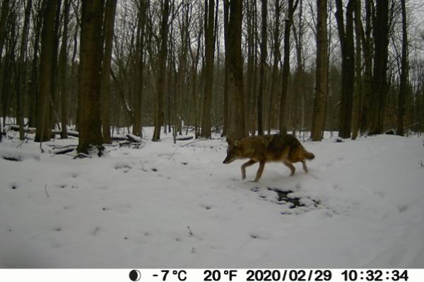 Coyote in snowy woods at Rice Creek Coyote in snowy woods at Rice Creek
