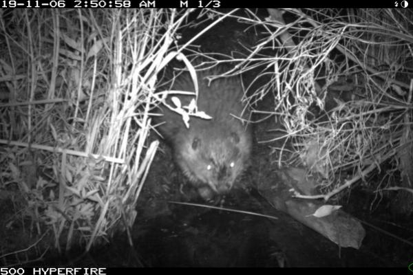 Beaver on a shoreline - nighttime photo