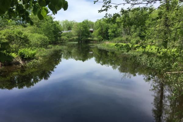 Rice Creek reflection