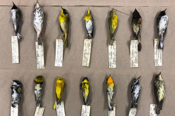 bird specimens bird specimens