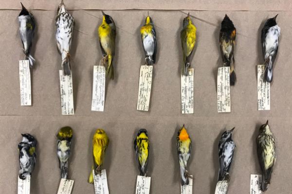 bird specimens