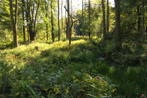 forested wetland