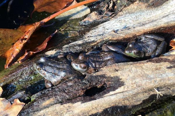 three green frogs three frogs