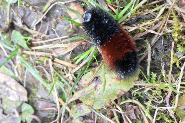 wooly bear caterpillar