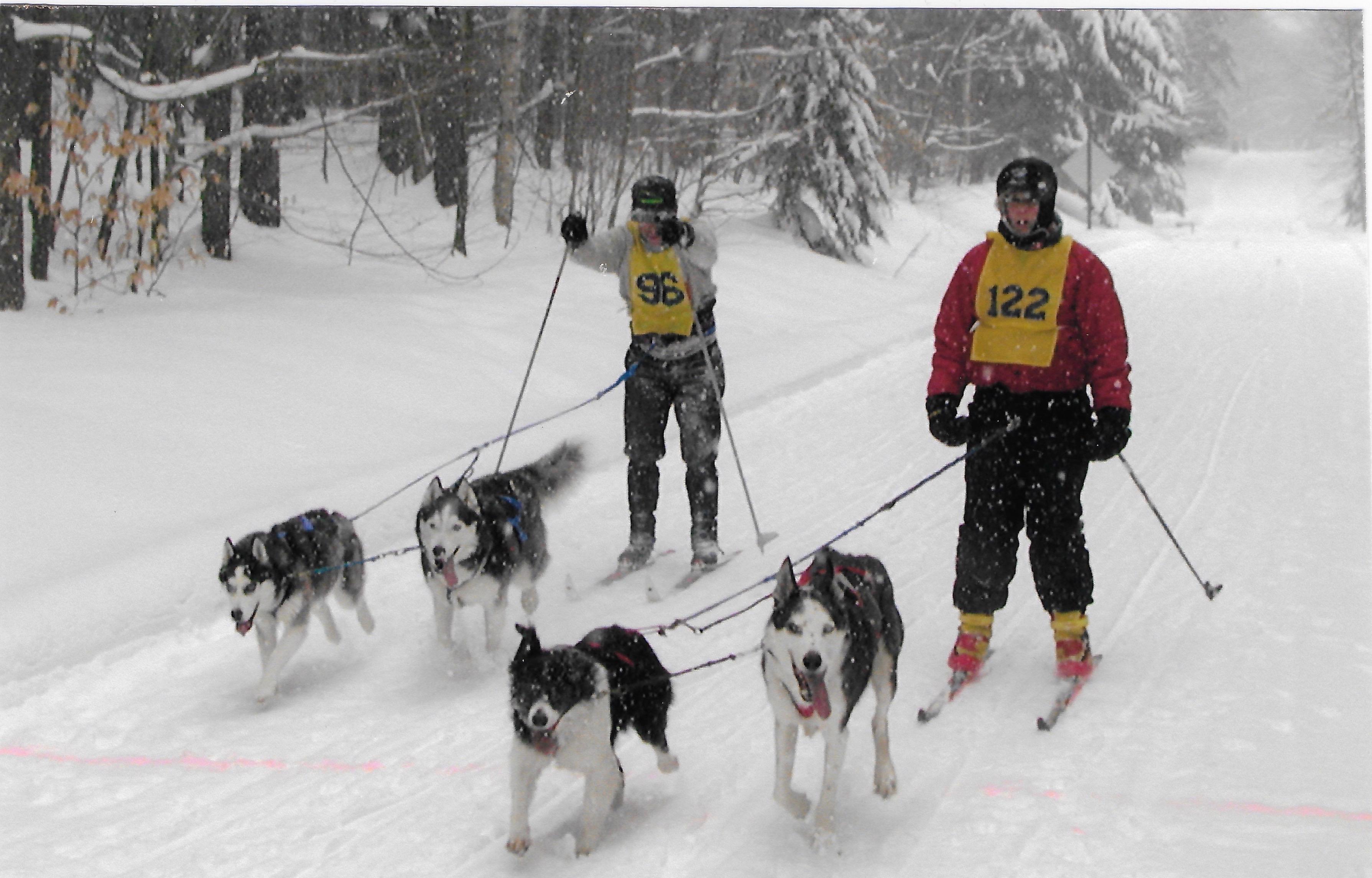 Two people skijoring with dogs on a snowy trail